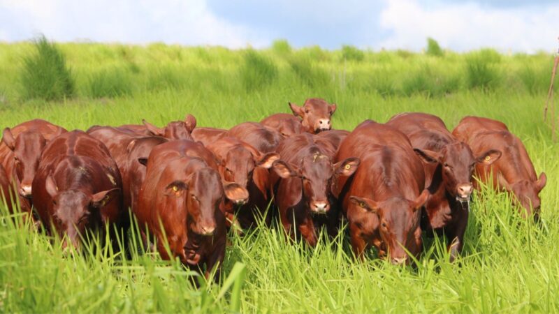 Santa Gertrudis avança no cruzamento industrial produzindo bois de 20 arrobas aos 15 meses