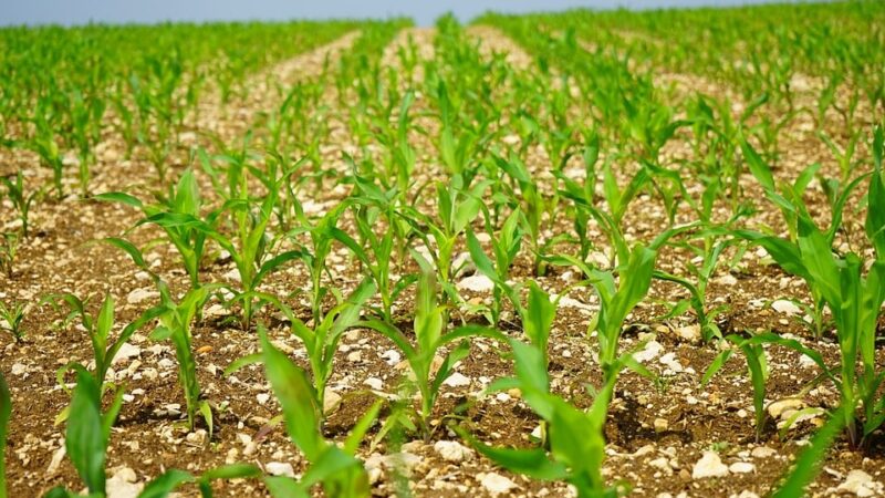 Plantio de milho avança em SC com produção estimada em 2,27 milhões de toneladas