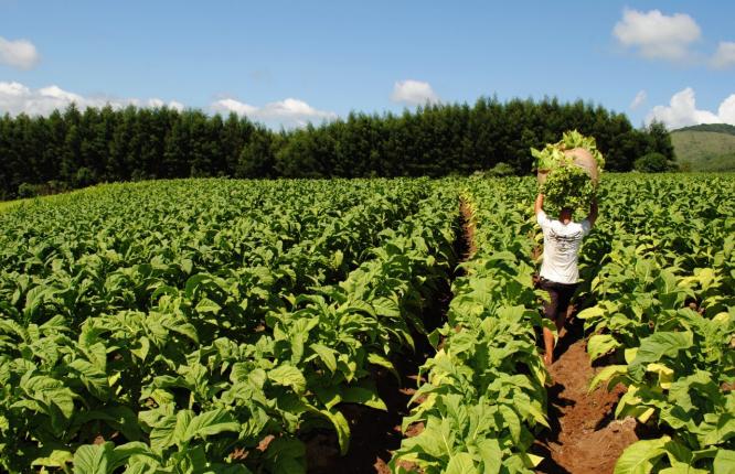 Safra 25/26 de tabaco usará 23 mil toneladas de fertilizante reciclado