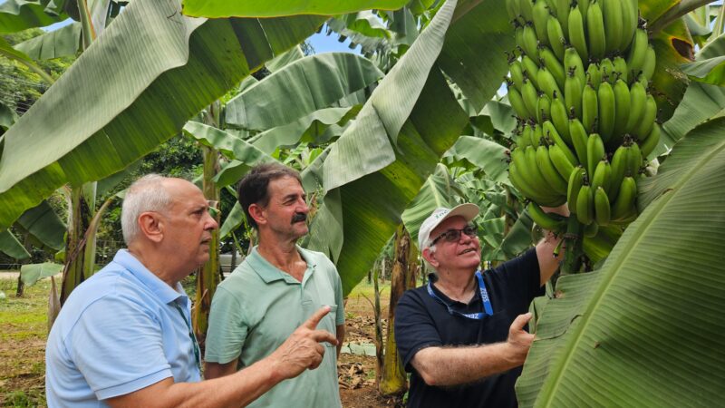 Banana ambrosia chega ao mercado após 20 anos de estudos trazendo alta resistência