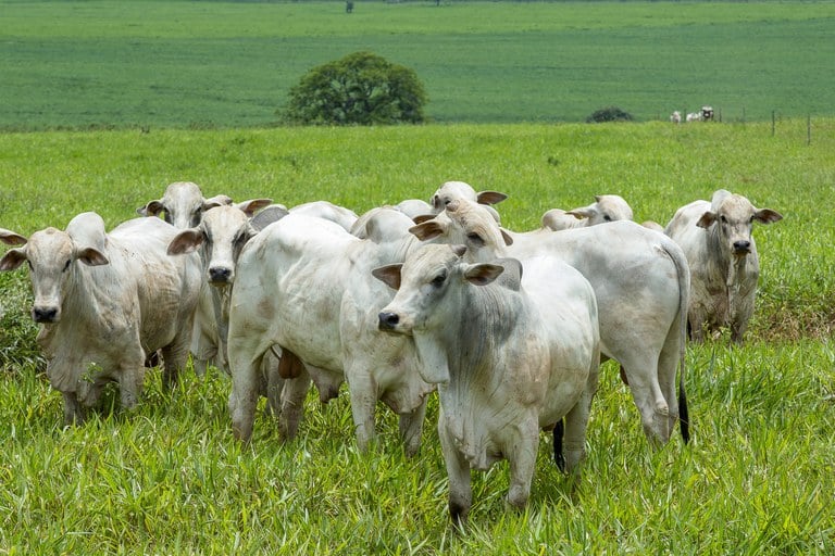 Preços do boi gordo devem continuar subindo no curto prazo com oferta restrita