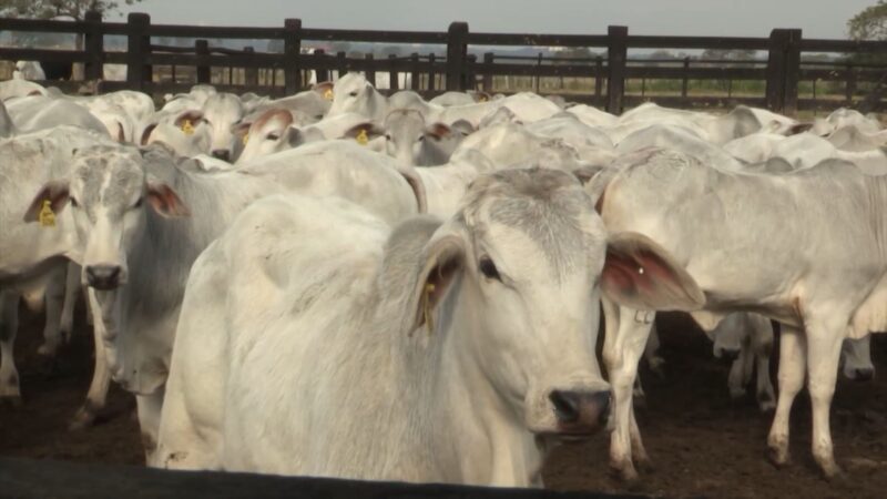 Demanda aquecida e tensão no Oriente Médio impulsionam o preço do boi gordo em março
