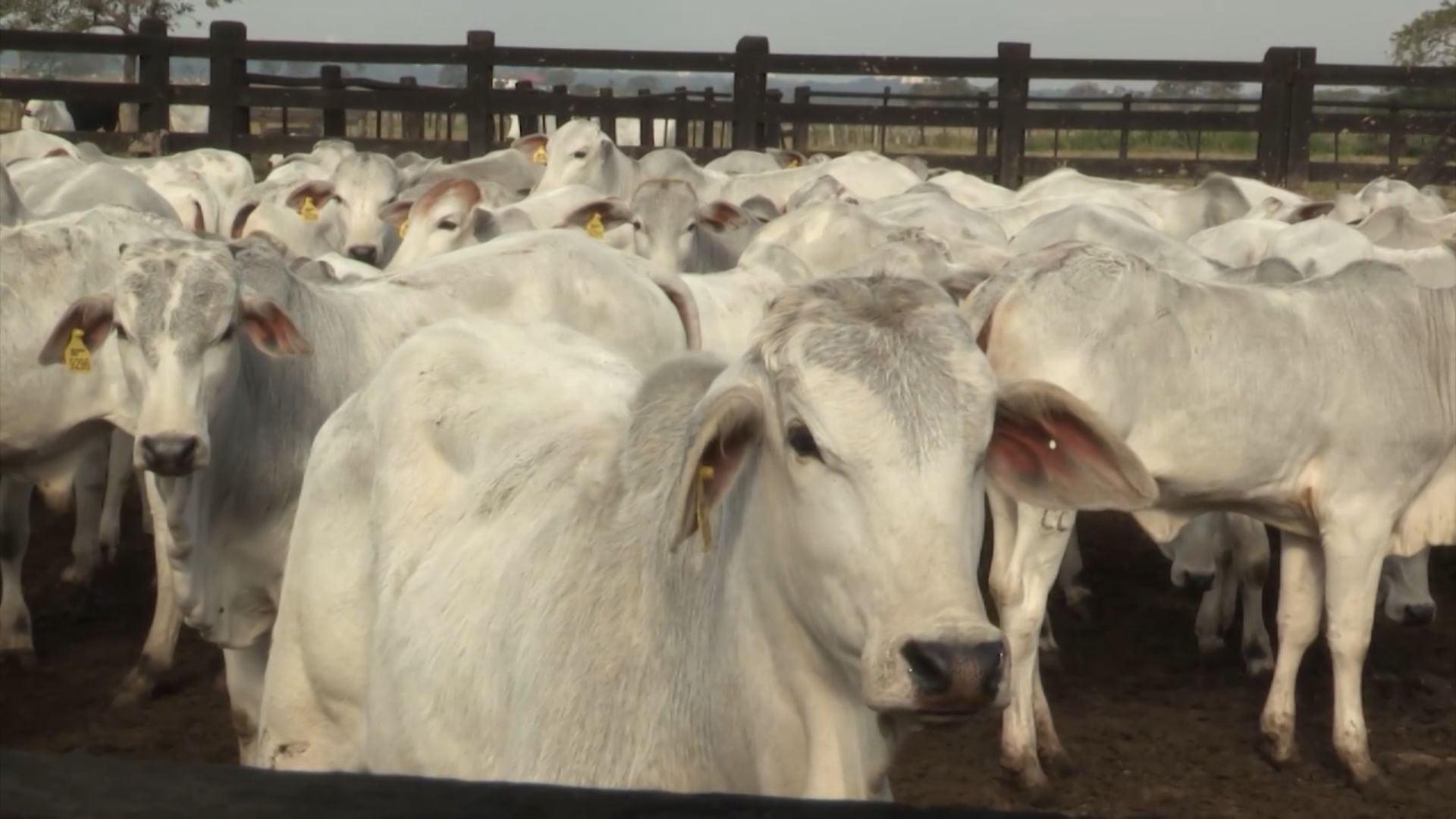 Demanda aquecida e tensão no Oriente Médio impulsionam o preço do boi gordo em março