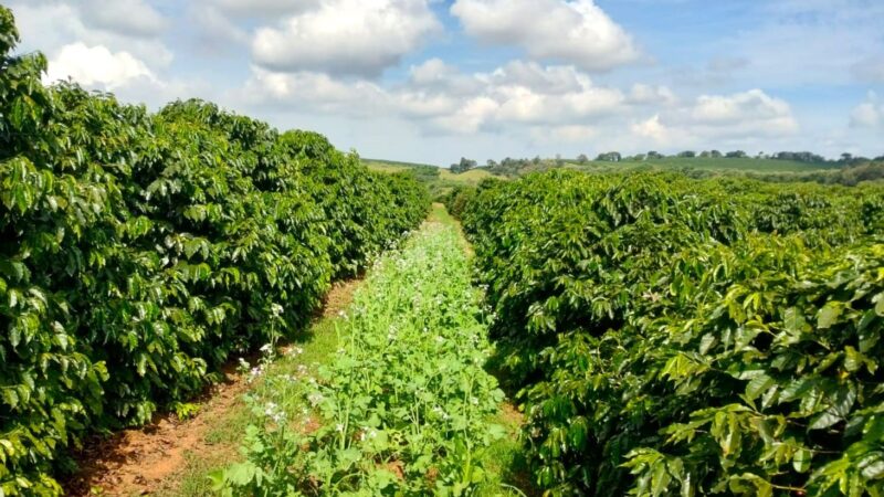Parceria entre Cecafé e Emater leva práticas sustentáveis ao campo