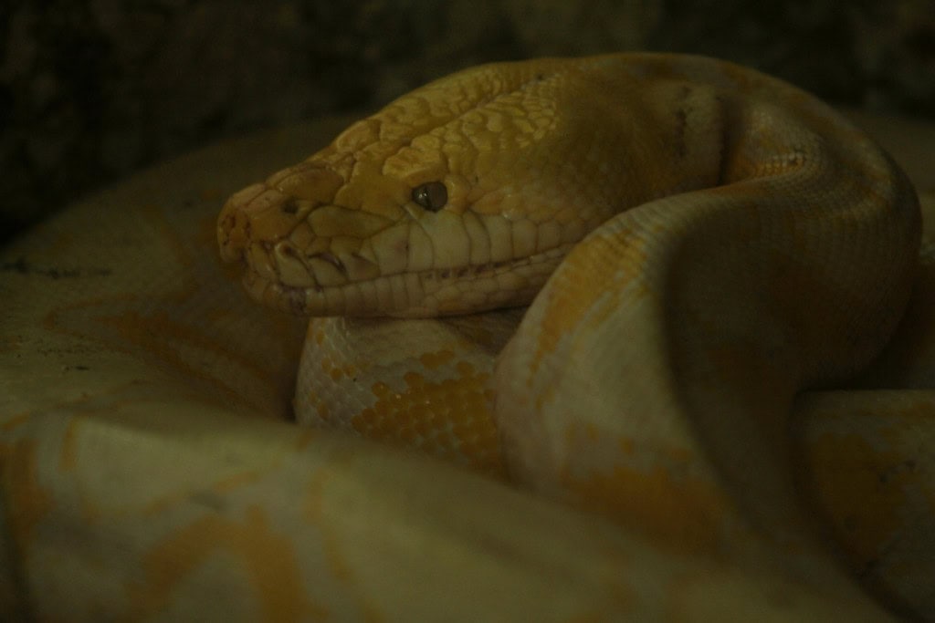 Revolução contra a obesidade: pesquisa com cobras pitóns pode reduzir o apetite