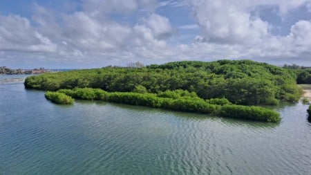 Pesquisadores criam índice para avaliar saúde do solo em manguezais