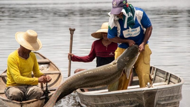 Ibama classifica pirarucu como espécie invasora e gera reação entre os produtores de peixes
