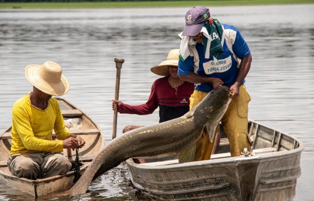 Ibama classifica pirarucu como espécie invasora e gera reação entre os produtores de peixes