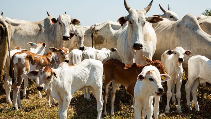 Boi gordo: preços da carne sobem no atacado com baixa disponibilidade