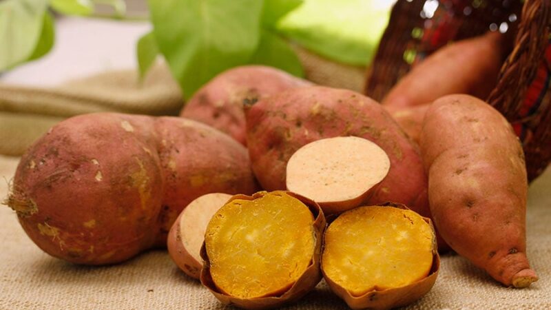 Embrapa desenvolve batata-doce mais produtiva e resistente a pragas