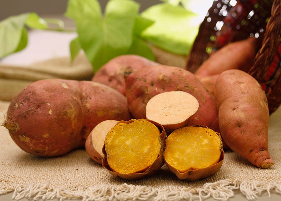 Embrapa desenvolve batata-doce mais produtiva e resistente a pragas