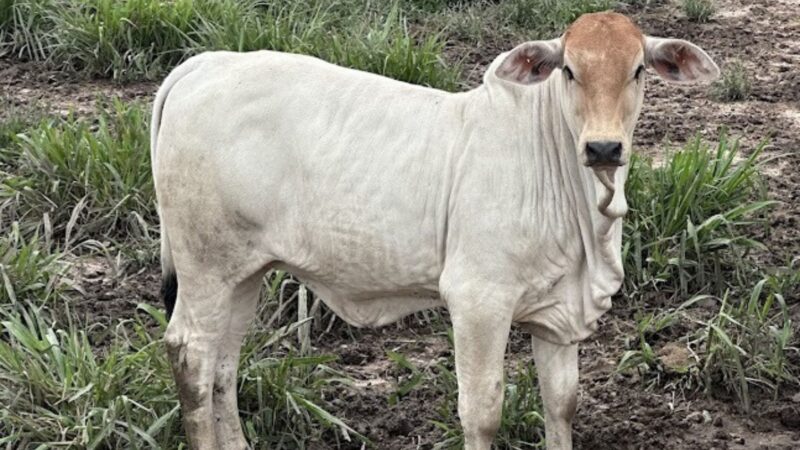 Produzir bezerros pesados exige genética, nutrição e gestão do rebanho, dizem especialistas