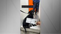Cadela “caramelo” tenta levar ração de pet shop no RJ e vídeo viraliza
