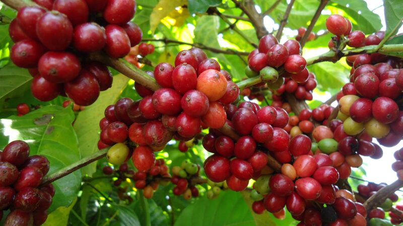 Rota do café transforma produtores em anfitriões e atrai turistas no ES; conheça 10 experiências