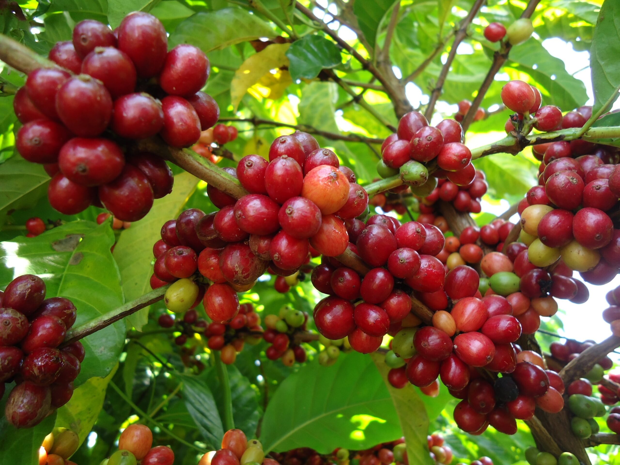 Rota do café transforma produtores em anfitriões e atrai turistas no ES; conheça 10 experiências