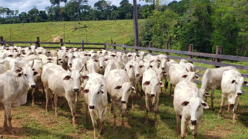 ‘Cria regenerativa’ promete revolucionar a pecuária em 2026; entenda o conceito