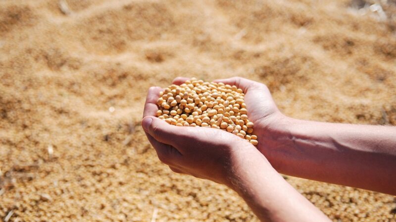 Saiba como ficaram as cotações de soja com mercado atento aos números do USDA