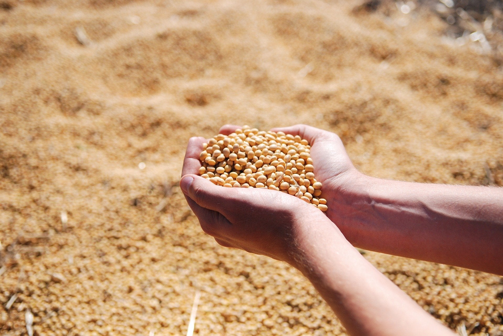 Saiba como ficaram as cotações de soja com mercado atento aos números do USDA