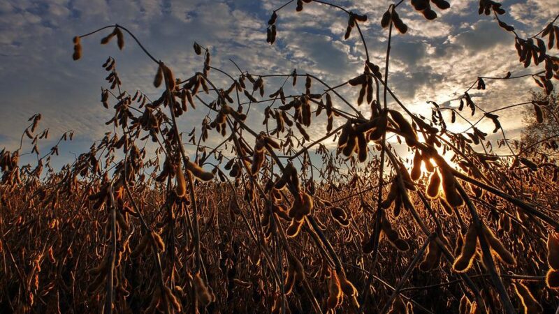 Tensão no Oriente Médio sustenta soja em Chicago; mercado aguarda relatório do USDA