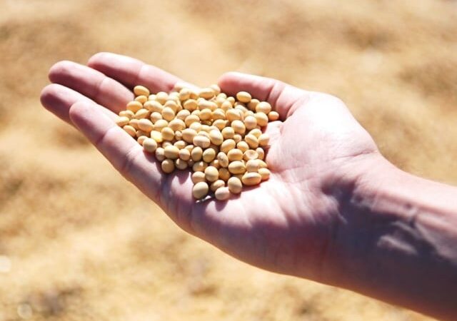 Vendas de soja ficam em ‘segundo plano’; mercado trava apesar da alta em Chicago