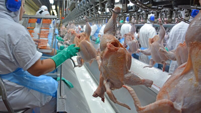 Exportações de frango batem recorde de receita em março, mesmo com impacto da guerra