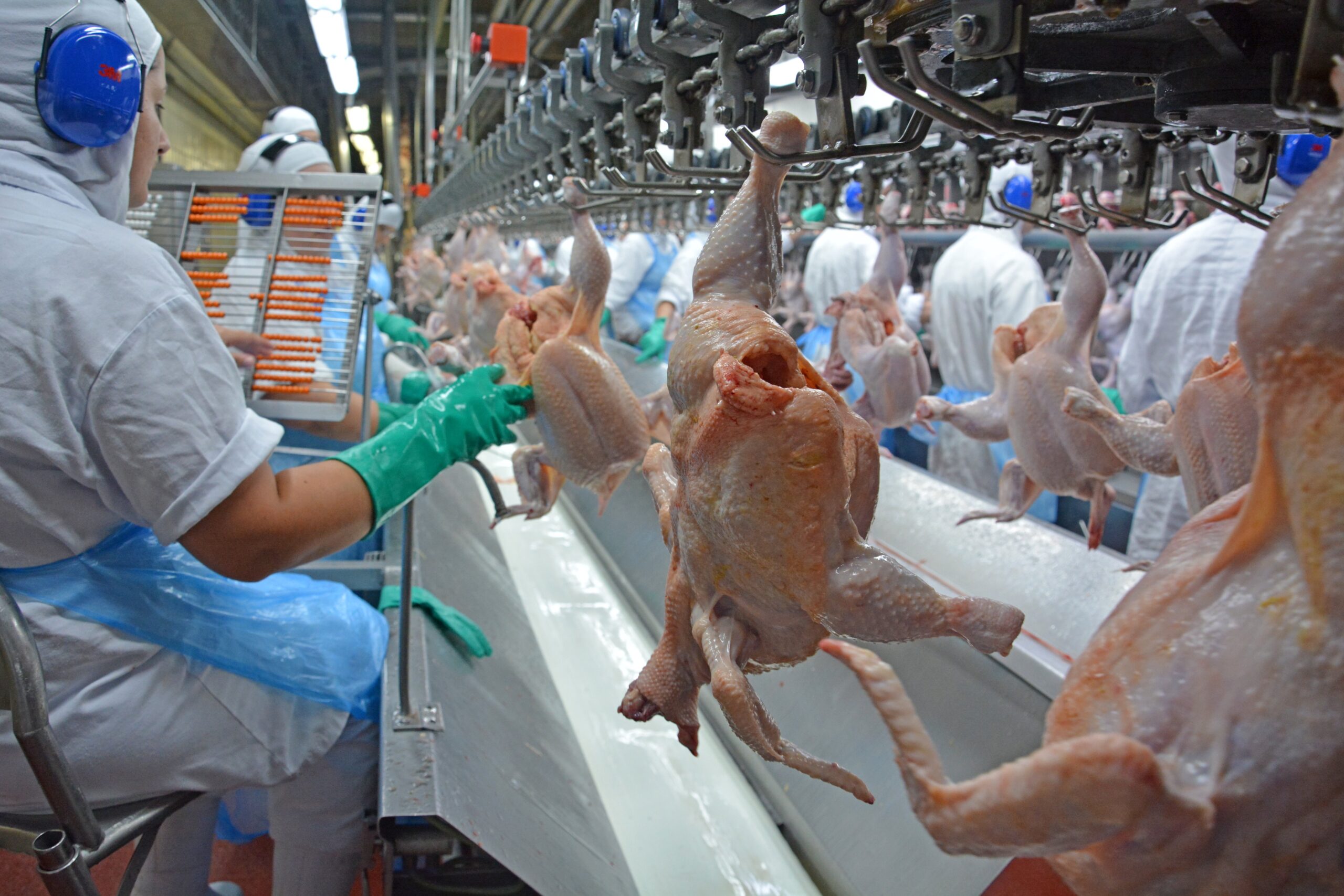 Exportações de frango batem recorde de receita em março, mesmo com impacto da guerra