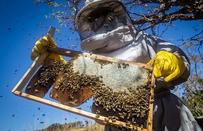 Curso do Senar ensina integração entre apicultura e soja