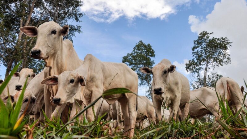 Forte demanda externa mantém preços do boi gordo em alta; confira as cotações do dia