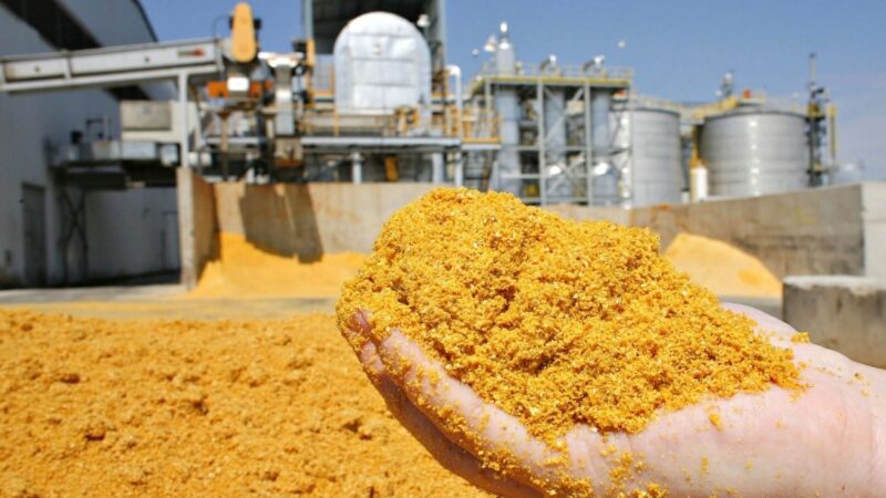DDG: o ‘ouro da pecuária’ que revoluciona a nutrição animal