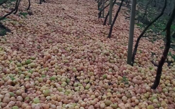 Produtores de goiaba descartam produção por falta de compradores