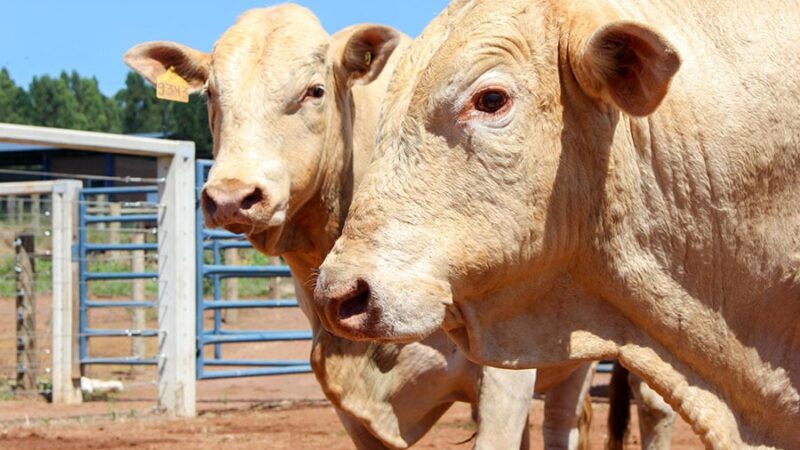 Brasil ganha segunda certificação para carnes premium produzidas em rebanhos leiteiros