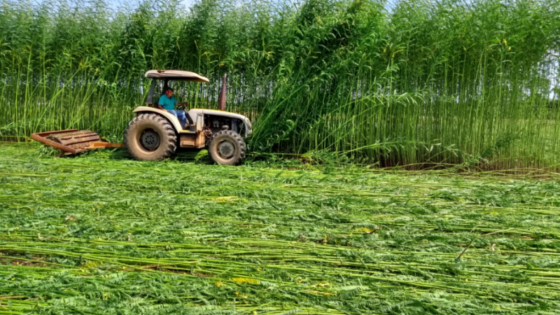 Embrapa aposta em planta para  recuperar solos no cultivo de arroz e feijão