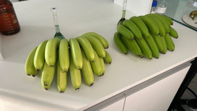 Nova variedade espontânea de banana é registrada pelo Mapa