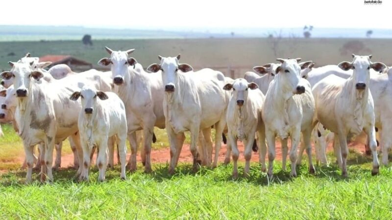 Preço do boi gordo se mantém em alta após atingir maior nível desde 1997, diz Cepea