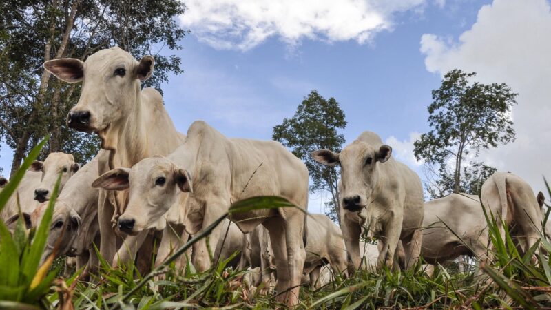 Exportação de bovinos vivos cai em fevereiro, mas cenário ainda é otimista, diz Scot