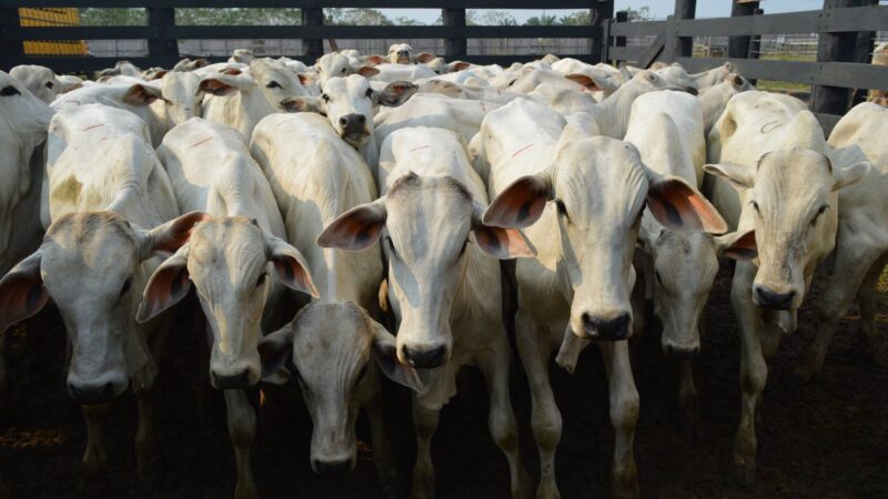 Piora das pastagens tende a pressionar arroba do boi para menos de R$ 350 em maio