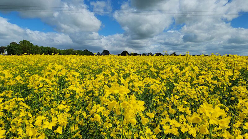 Canola de 2ª safra pode reduzir emissões da aviação em até 55%, revela Embrapa
