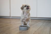 Ansiedade de separação em pets: saiba como ajudar