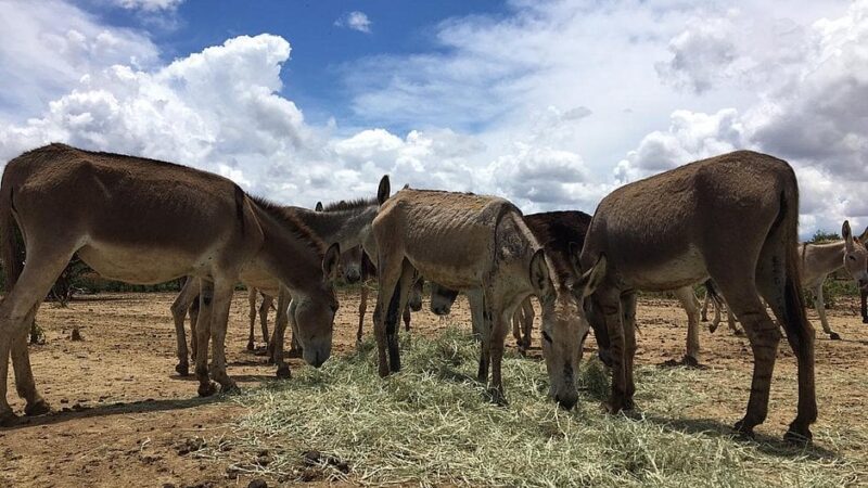 População de jumentos no Brasil pode passar de 730 mil animais, aponta levantamento