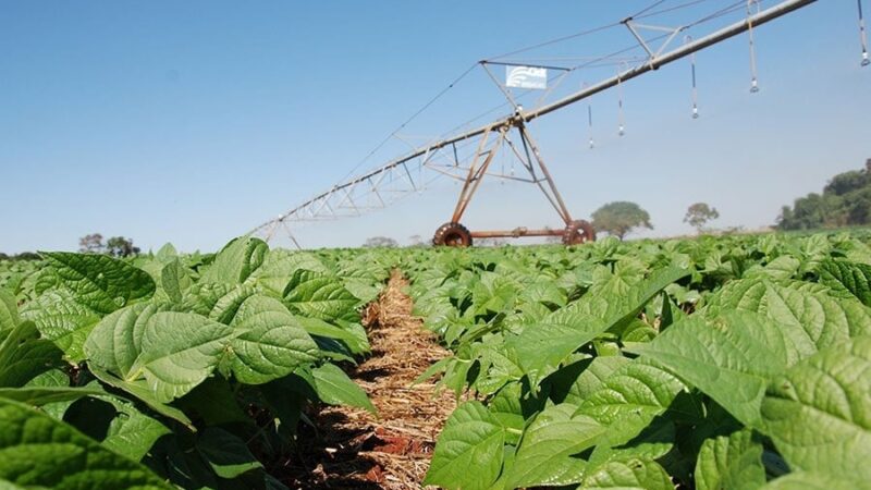 Tecnologia brasileira aumenta produtividade do feijão e corta uso de fertilizante