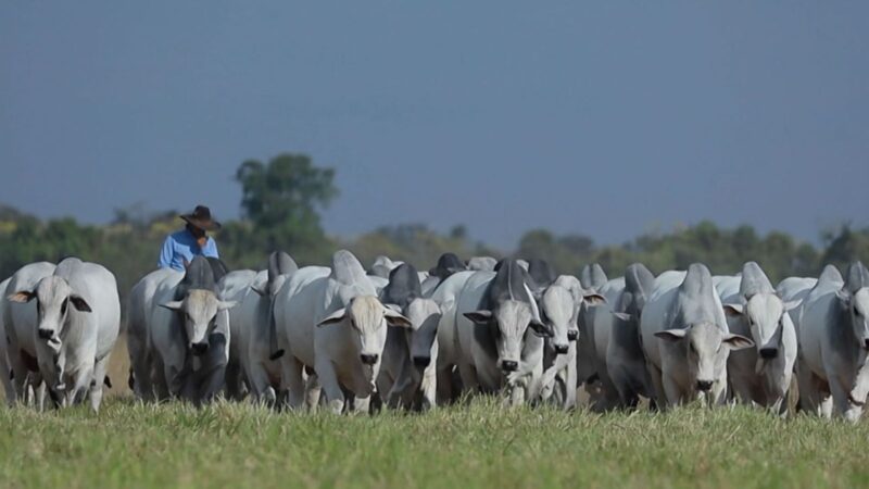 MT exporta 251,83 mil t de carne bovina no 1º trimestre e bate recorde, diz Imac