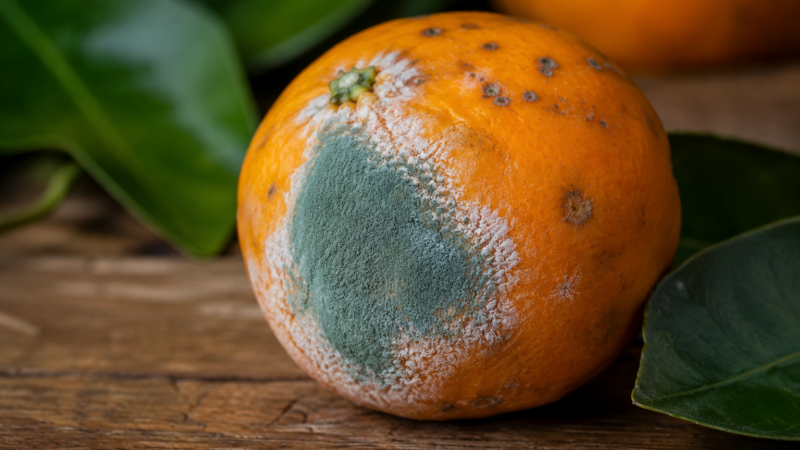 Cientistas desvendam estratégia do fungo que provoca mofo azul em frutas cítricas