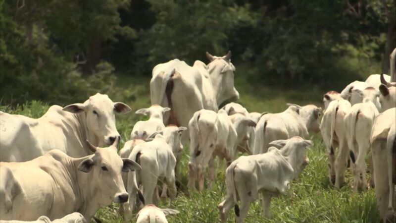 Mercado do boi gordo opera em ritmo lento e registra quedas pontuais na arroba