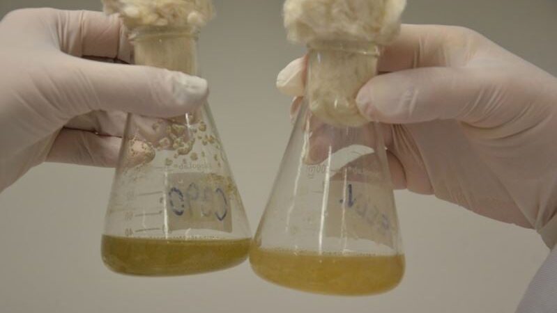 Bioinsumos: quando a inovação avança mais rápido que a regulação