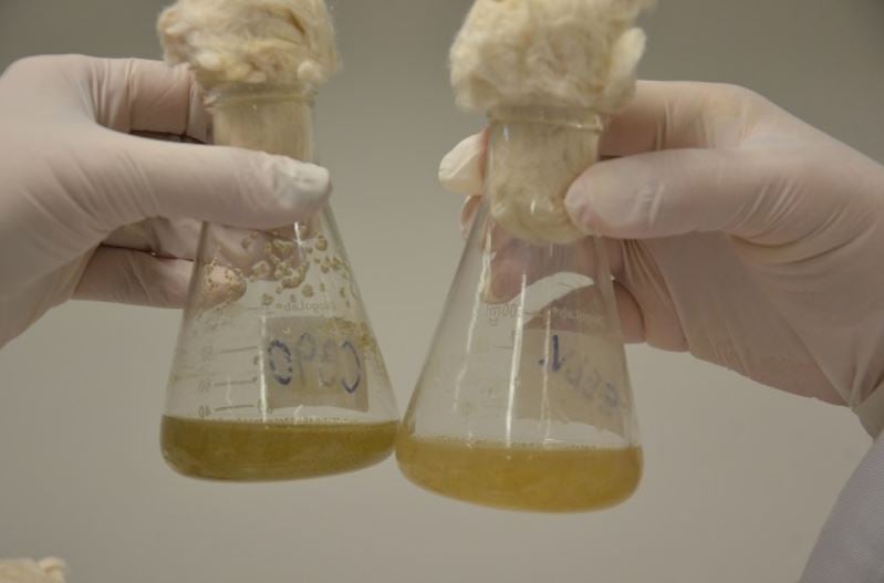 Bioinsumos: quando a inovação avança mais rápido que a regulação