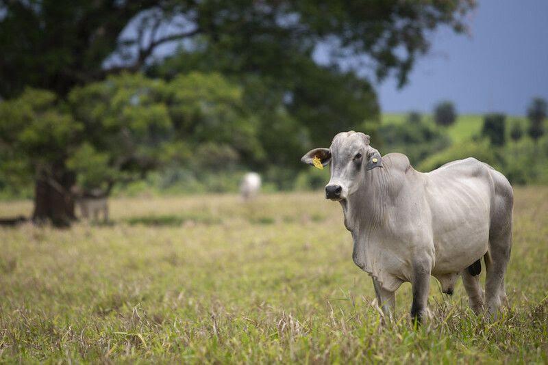 Após altas recordes, cotação do boi gordo perde força