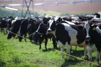UE concorda com análise “proteína por proteína” de exportações brasileiras