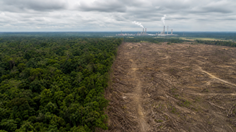 COP30 apresenta proposta para acelerar ações sobre desmatamento e combustíveis fósseis