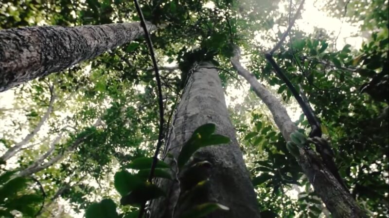 Novo manual pode mudar ações por dano ambiental no campo; entenda