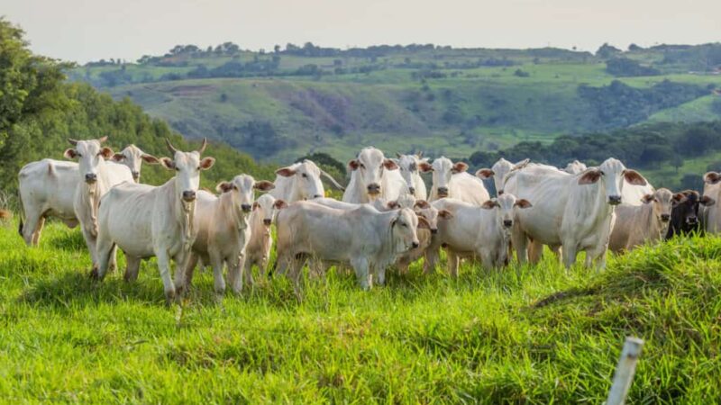 Frio intenso provoca a morte de mais de 80 bovinos em Mato Grosso do Sul